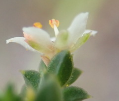 Diosma echinulata