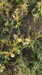 Erigeron