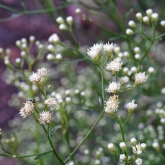 Baccharis thesioides