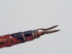 Tramea stenoloba
