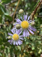Symphyotrichum