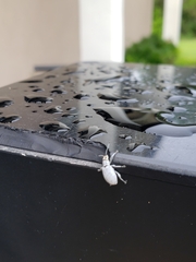 Myllocerus undecimpustulatus