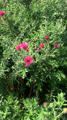 Magnoliopsida