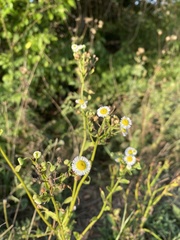 Erigeron