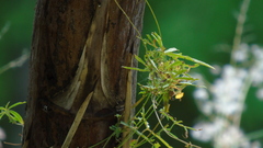 Ipomoea ternifolia ternifolia