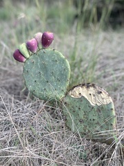 Opuntia