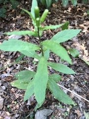 Erechtites hieraciifolius