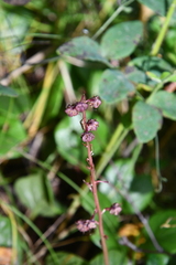 Pyrola asarifolia incarnata