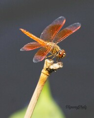 Brachythemis contaminata