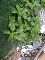 Parietaria officinalis