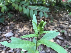 Erechtites hieraciifolius