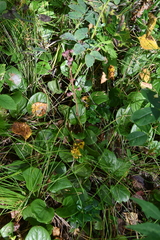 Pyrola asarifolia incarnata