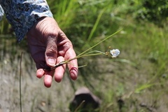 Sagittaria graminea