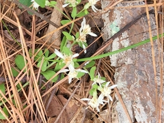 Sericocarpus tortifolius