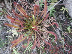 Drosera capensis