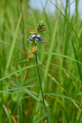 Crotalaria sessiliflora