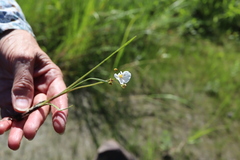 Sagittaria graminea