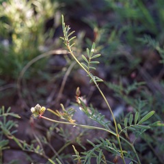 Dalea brachystachya