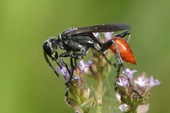 Sphecidae