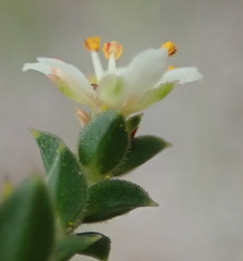 Diosma echinulata