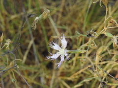 Dianthus broteri