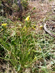 Oxalis pes-caprae