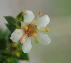 Diosma echinulata