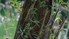 Ipomoea ternifolia ternifolia