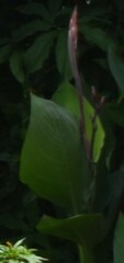 Canna indica