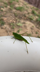 Tettigoniidae