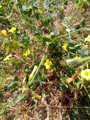 Oxalis pes-caprae
