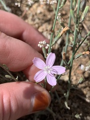 Stephanomeria exigua