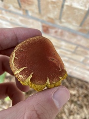 Xerocomus subtomentosus