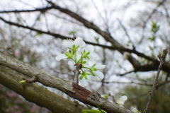 Prunus salicina