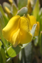 Rafnia racemosa