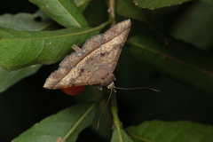 Hypospila bolinoides