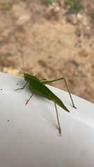 Tettigoniidae