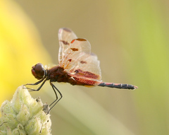 Celithemis elisa