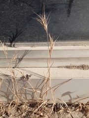 Bromus madritensis