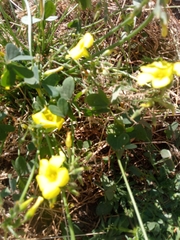 Oxalis pes-caprae