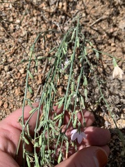 Stephanomeria exigua