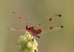 Celithemis elisa