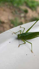 Tettigoniidae