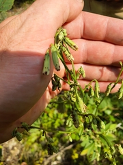 Nabalus trifoliolatus