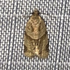 Clepsis peritana