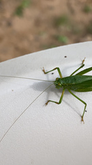 Tettigoniidae