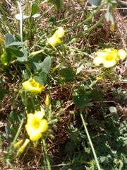 Oxalis pes-caprae
