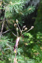 Crepis sibirica