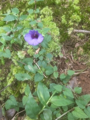 Torenia concolor