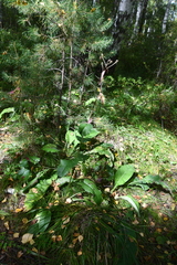 Crepis sibirica